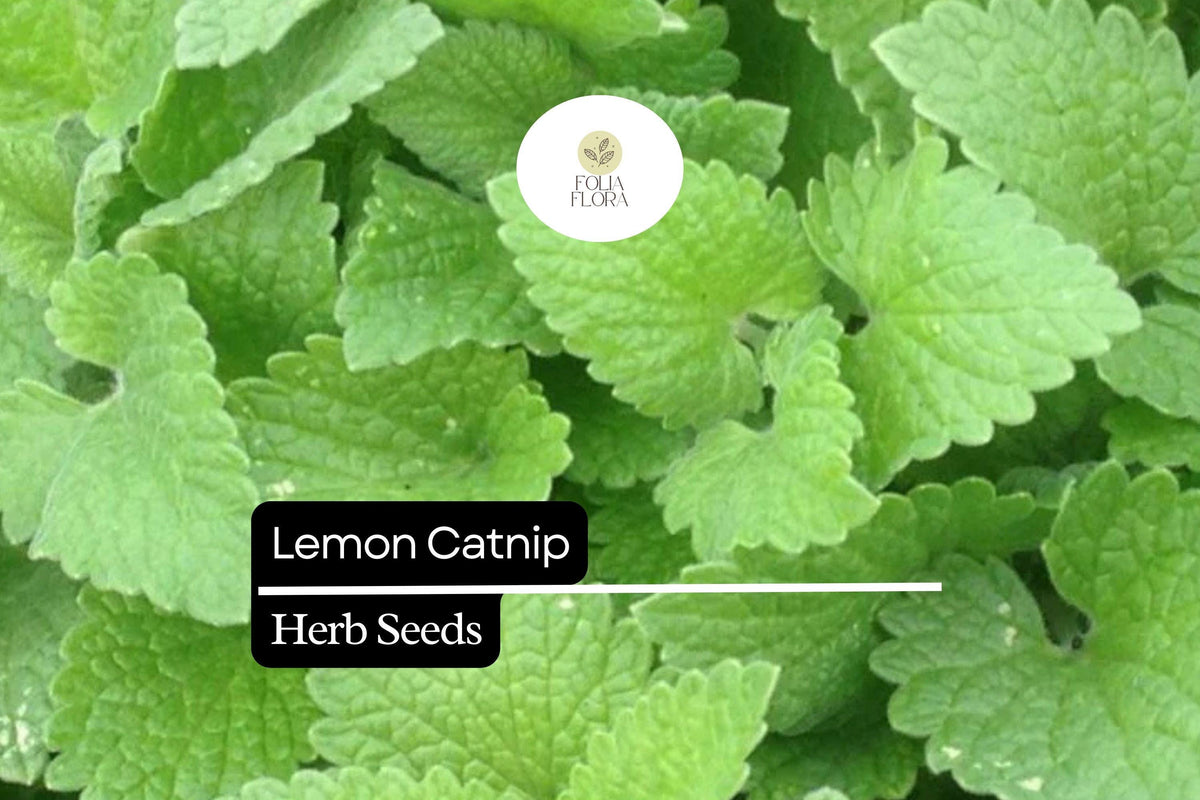 Lemon Catnip Seeds – 300 Citrus-Scented Nepeta cataria var. citriodora Herb Seeds for Cats & Gardens