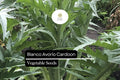 Bianco Avorio Cardoon Seeds – 20 Seeds, Cynara cardunculus, Edible Ornamental