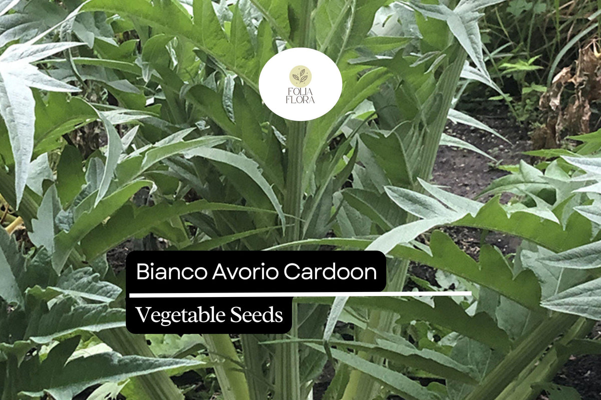 Bianco Avorio Cardoon Seeds – 20 Seeds, Cynara cardunculus, Edible Ornamental