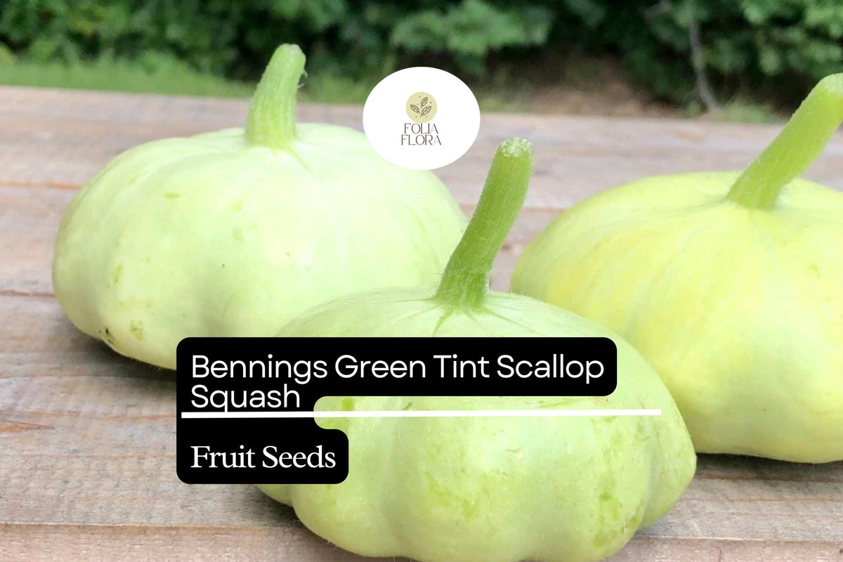 15 Bennings Green Tint Scallop Squash Seeds – Heirloom Pattypan