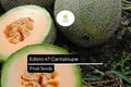 Edisto 47 Cantaloupe Seeds – 20 Heirloom, Heat-Tolerant Melon Seeds for Planting