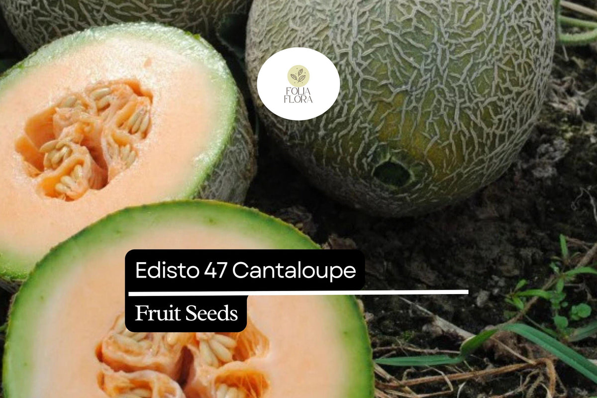 Edisto 47 Cantaloupe Seeds – 20 Heirloom, Heat-Tolerant Melon Seeds for Planting