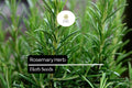 100 Rosemary Seeds – Salvia rosmarinus Aromatic Herb for Culinary and Ornamental Gardens