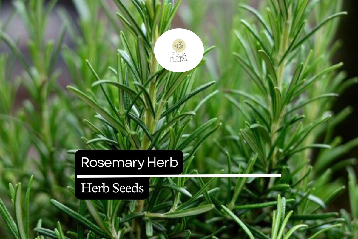 100 Rosemary Seeds – Salvia rosmarinus Aromatic Herb for Culinary and Ornamental Gardens