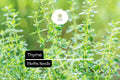 Thyme Seeds (Thymus vulgaris) – 1100 Culinary Herb Seeds for Cooking & Pollinator Gardens