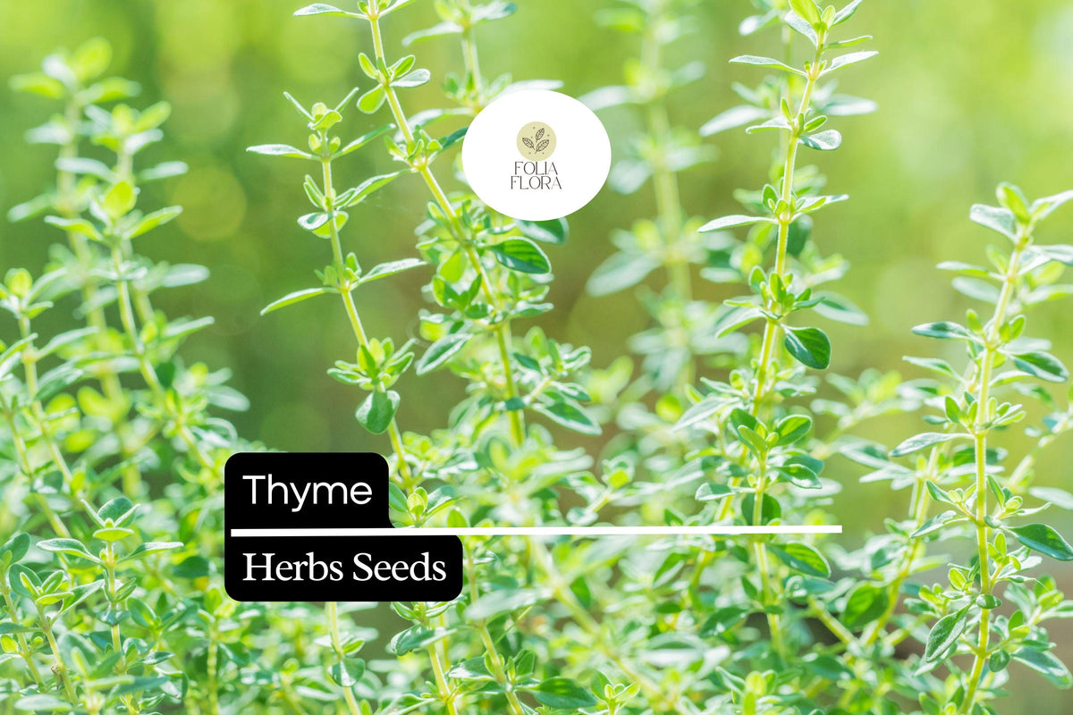 Thyme Seeds (Thymus vulgaris) – 1100 Culinary Herb Seeds for Cooking & Pollinator Gardens