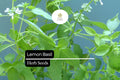 Lemon Basil Seeds - Fragrant Culinary Herb for Garden Growing (1000 Seeds)