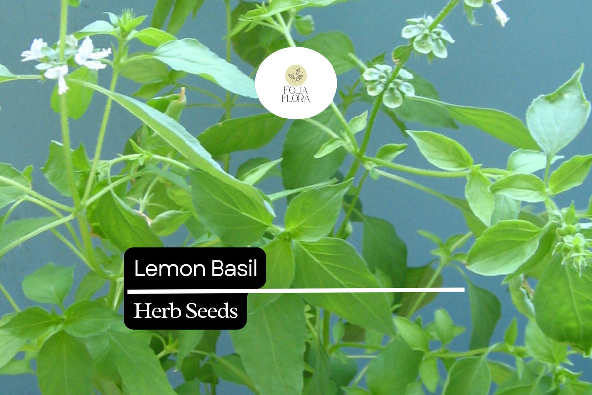 Lemon Basil Seeds - Fragrant Culinary Herb for Garden Growing (1000 Seeds)