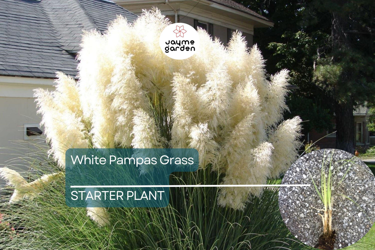 White Pampas Grass | Cortaderia selloana Starter Plug Plant | Hardy Ornamental Grass | Stunning Feathery Plumes