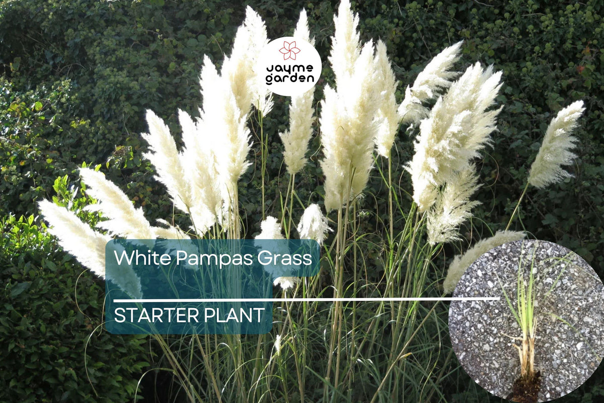 White Pampas Grass | Cortaderia selloana Starter Plug Plant | Hardy Ornamental Grass | Stunning Feathery Plumes