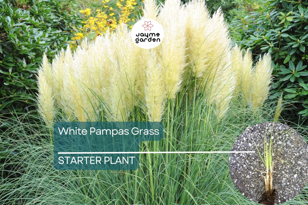 White Pampas Grass | Cortaderia selloana Starter Plug Plant | Hardy Ornamental Grass | Stunning Feathery Plumes