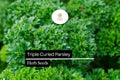 Triple Curled Parsley Seeds – 1000 Petroselinum crispum Herb Seeds for Culinary & Ornamental Use