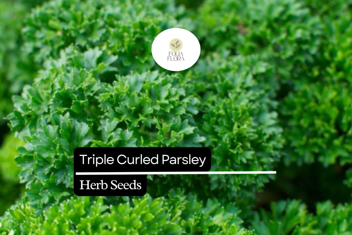Triple Curled Parsley Seeds – 1000 Petroselinum crispum Herb Seeds for Culinary & Ornamental Use