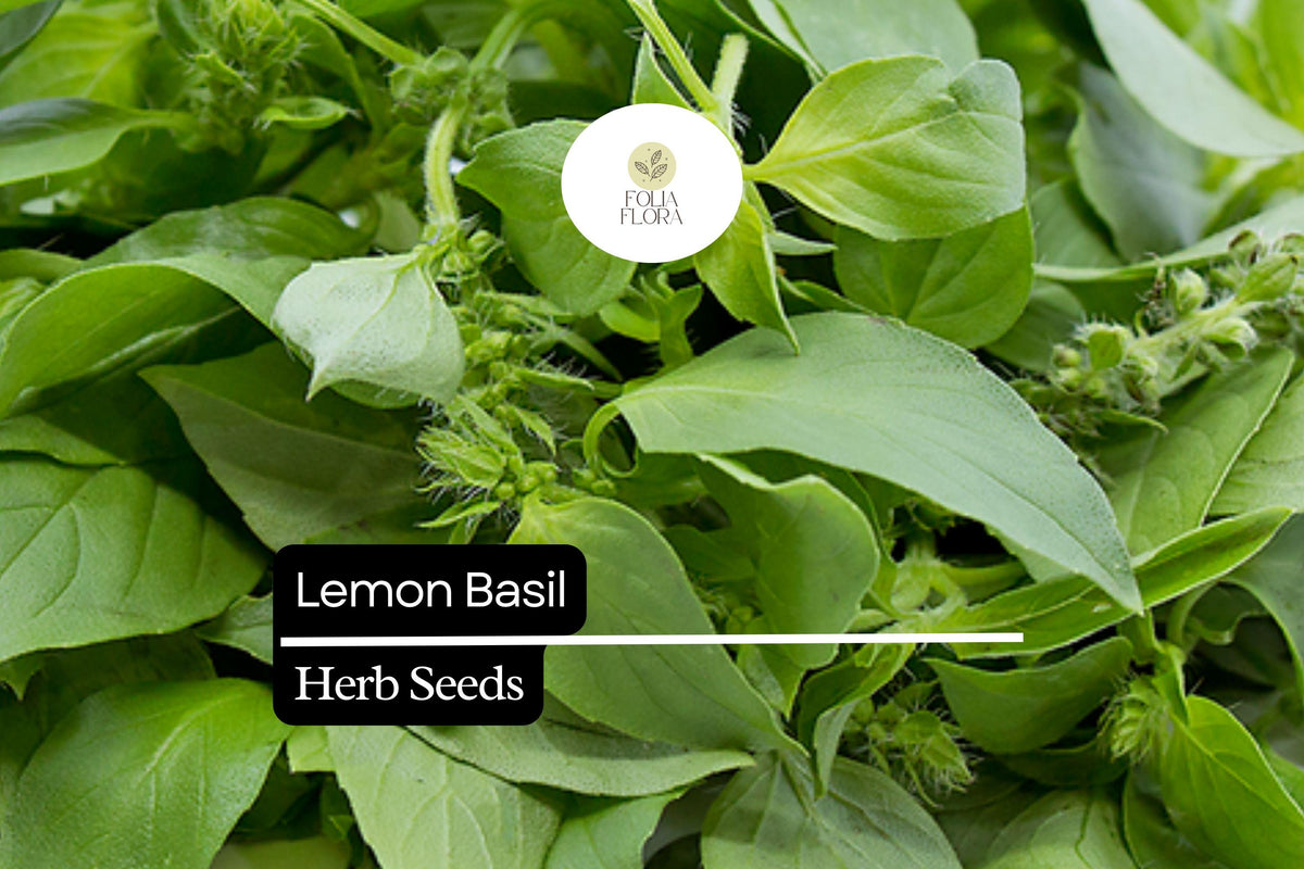 500 Lemon Basil Seeds – Fragrant Culinary Herb for Garden Planting