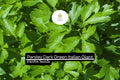 1000 Dark Green Italian Giant Parsley Seeds – Heirloom Non-GMO Herb