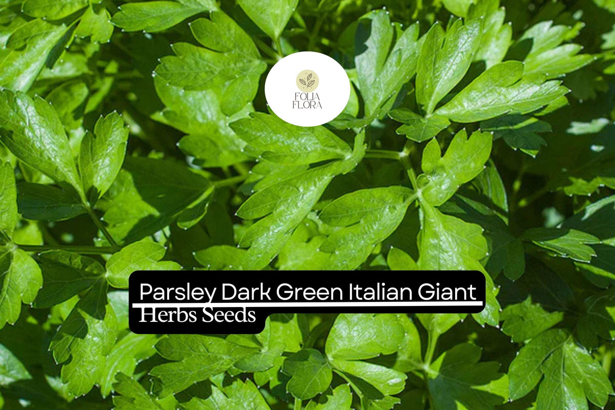 1000 Dark Green Italian Giant Parsley Seeds – Heirloom Non-GMO Herb