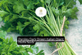 2000 Dark Green Italian Giant Parsley Seeds – Heirloom Non-GMO Herb