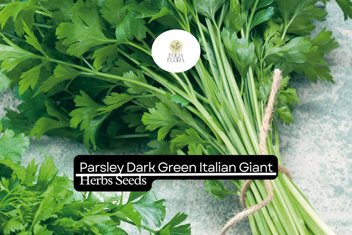 2000 Dark Green Italian Giant Parsley Seeds – Heirloom Non-GMO Herb