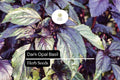 Dark Opal Basil Seeds – 1000 Seeds, Ocimum basilicum, Aromatic Purple Herb for Cooking & Gardens