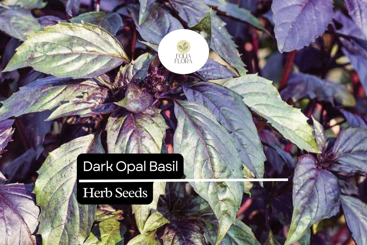 Dark Opal Basil Seeds – 1000 Seeds, Ocimum basilicum, Aromatic Purple Herb for Cooking & Gardens