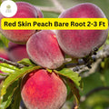 Red Skin Peach Tree 2-3 Ft Tall, Ready to Plant Live Fruit Tree