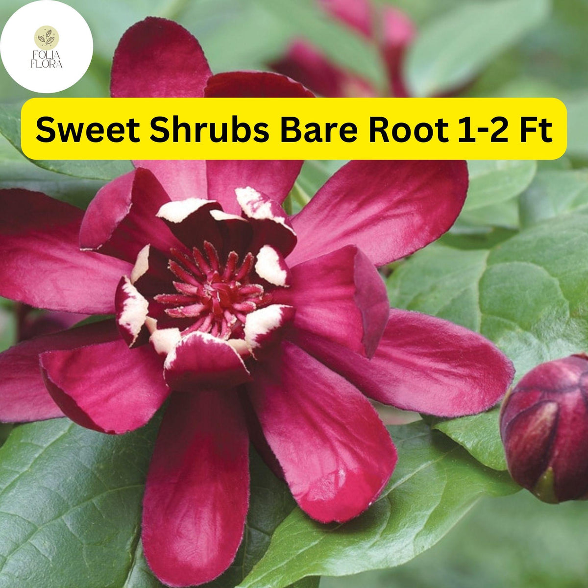 2 Bare Root Sweet Shrub Plants (Calycanthus floridus) Fragrant Flowering