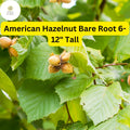 2 American Hazelnut Trees, Bare Root 6-12" Tall, Live Plants