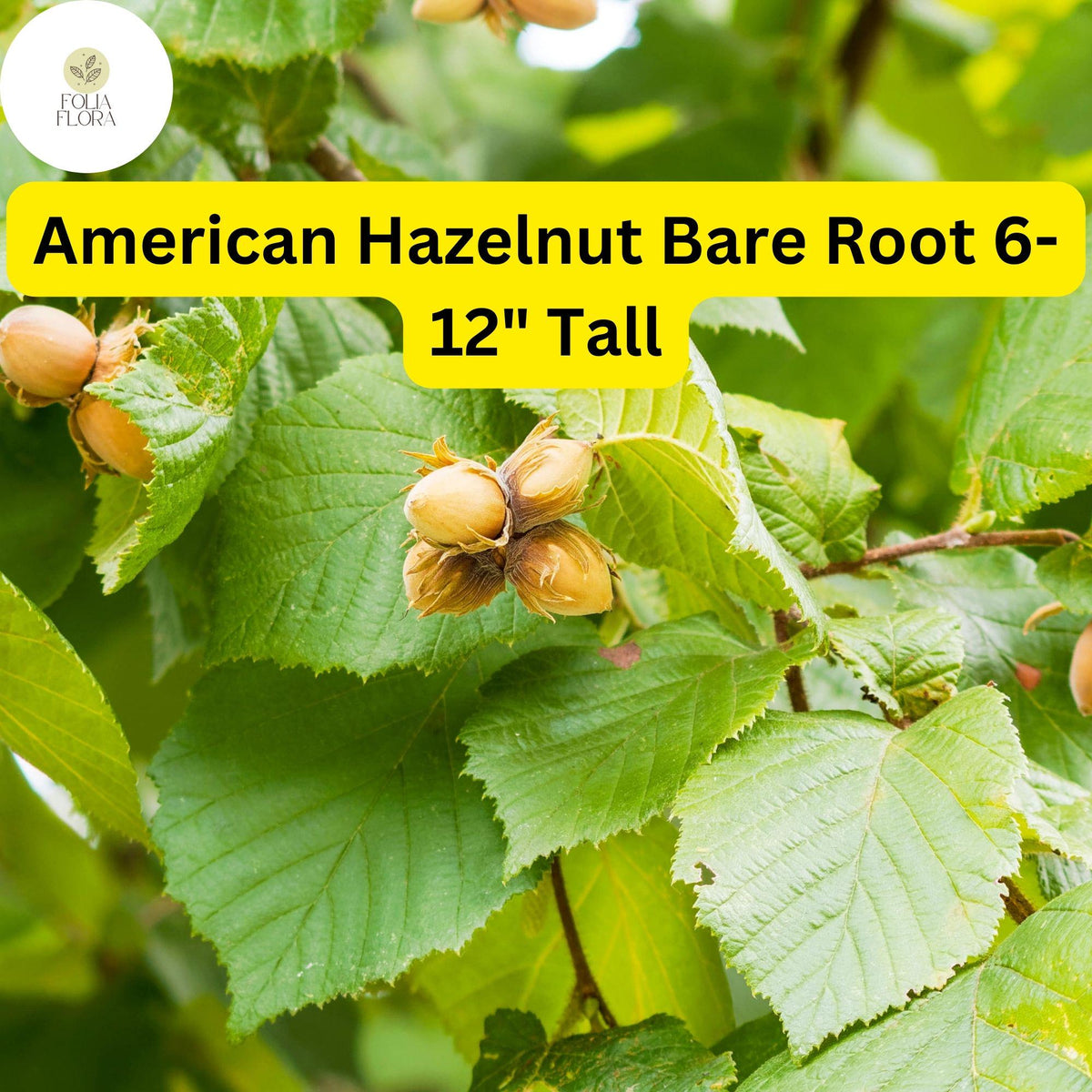 2 American Hazelnut Trees, Bare Root 6-12" Tall, Live Plants