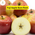 Fuji Apple Tree (Malus domestica) 2-3 Ft Tall Live Fruit Tree