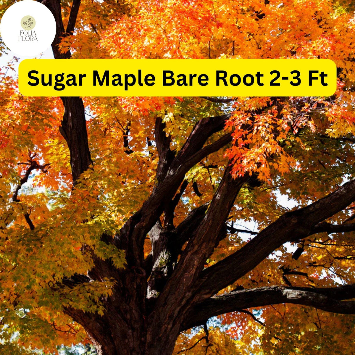 Live Sugar Maple Bare Root Plant 2-3 Ft Tall - Vibrant Fall Foliage Tree