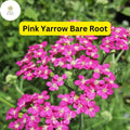 1 Pretty Pink Yarrow (Achillea millefolium) Perennial Bare Root Live Plant