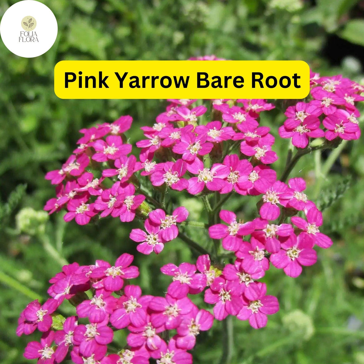 1 Pretty Pink Yarrow (Achillea millefolium) Perennial Bare Root Live Plant