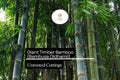 1 Giant Timber Bamboo Unrooted Cutting - Bambusa oldhamii Privacy Screen