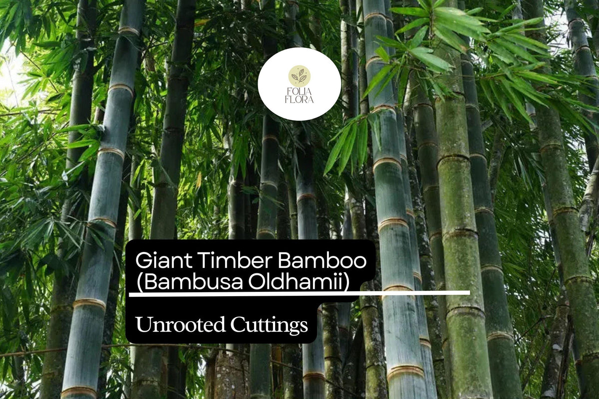 1 Giant Timber Bamboo Unrooted Cutting - Bambusa oldhamii Privacy Screen