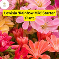 Lewisia Rainbow Mix Live Starter Plant – Hardy Succulent with Colorful Blooms
