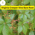 5 Virginia Creeper Vines, Parthenocissus quinquefolia Bare Root Perennial Climber