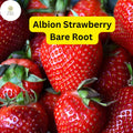 Albion Everbearing Strawberry Plants – 15 Bare Root, Zones 4-9