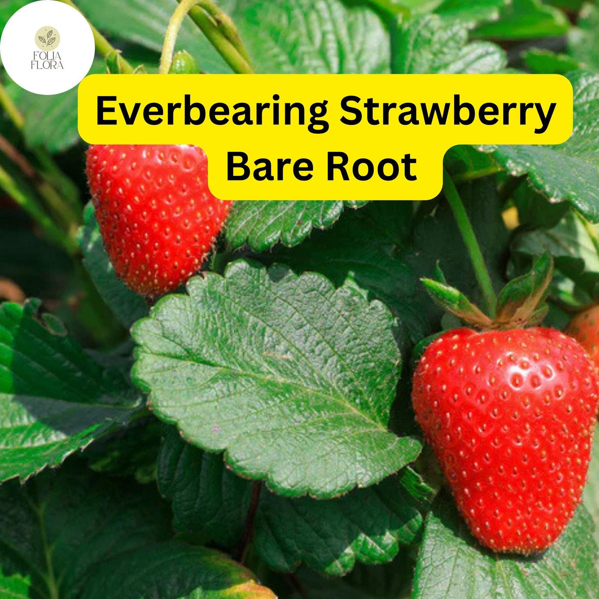 Everbearing Albion Strawberry Plants - 10 Bare Root Pack for Zones 4-9