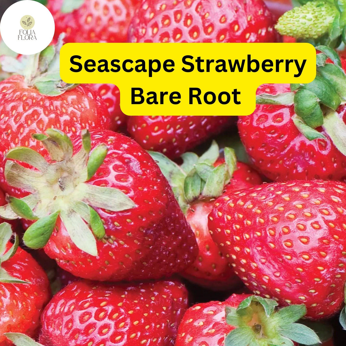 25 Seascape Everbearing Strawberry Plants Bare Root - Sweet Juicy Berries Zones 4-9