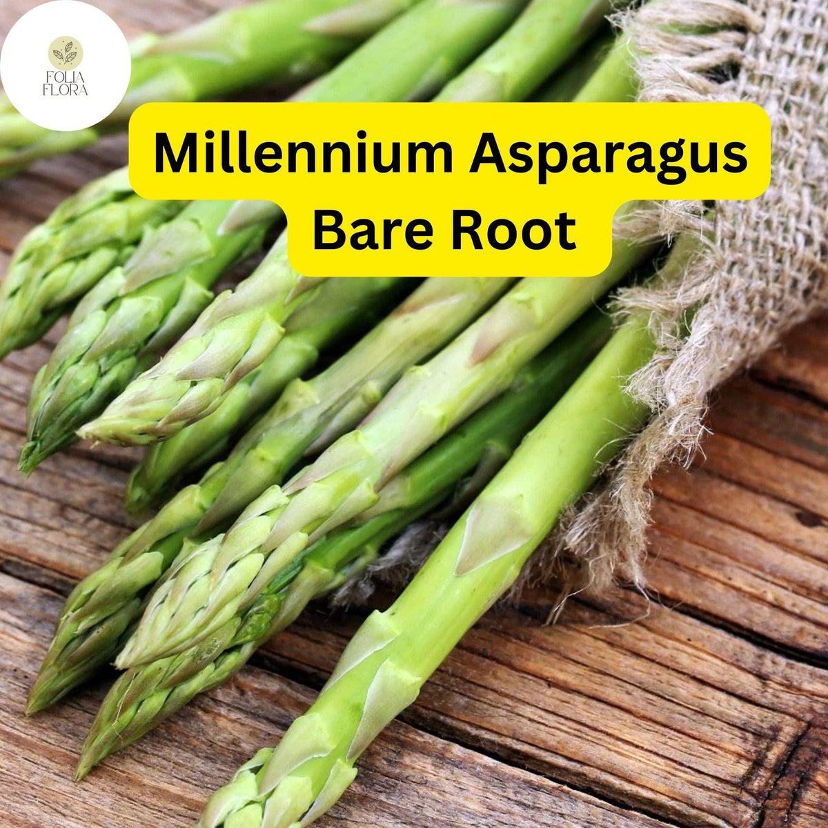 Millennium Asparagus Bare Root Plants - High Yield 2-Year Crowns