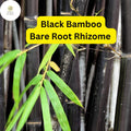 1 Black Bamboo Live Plant - Phyllostachys nigra Multi-Cane for Privacy Screen