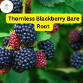 5 Triple Crown Thornless Blackberry Bare Root Plants – High Yield