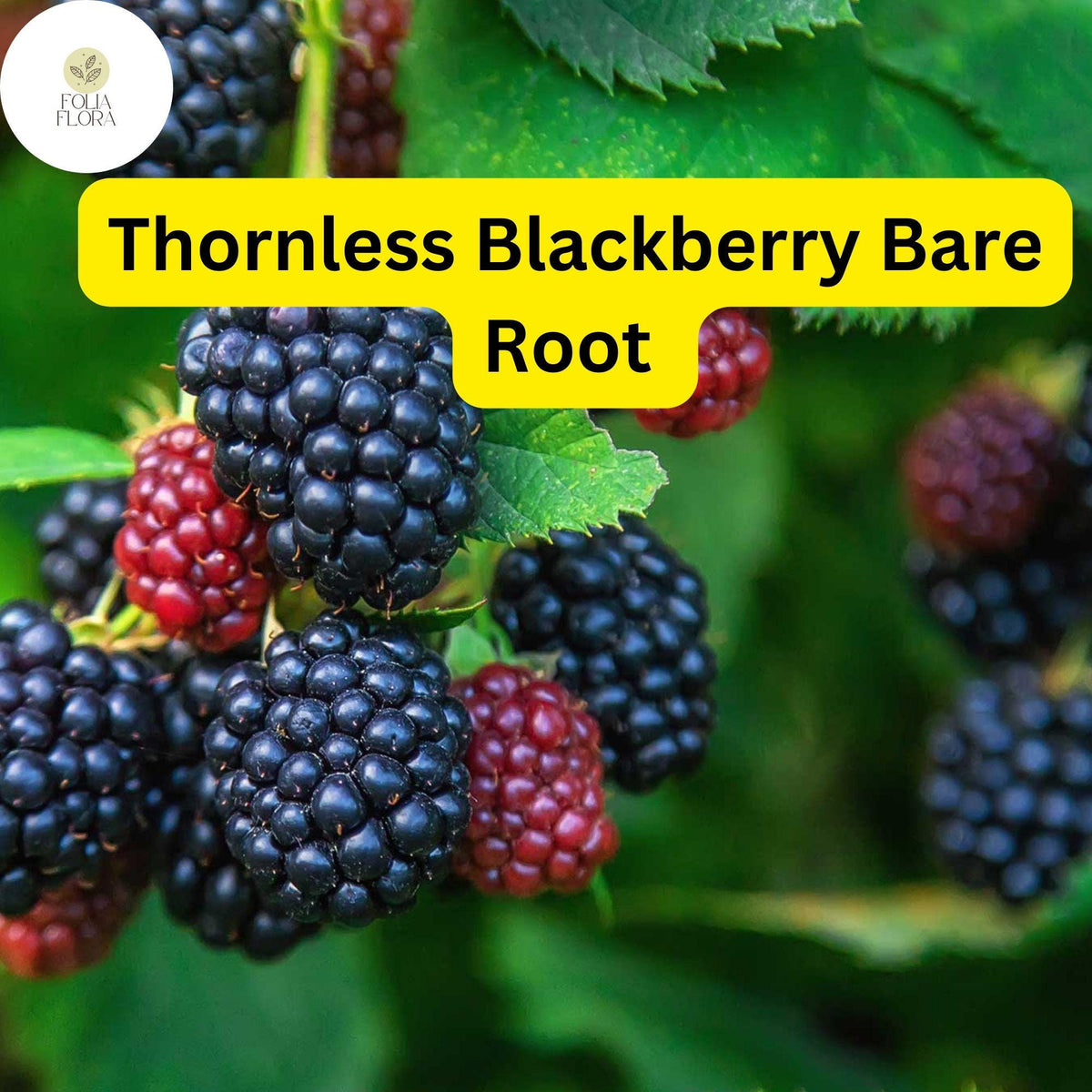 5 Triple Crown Thornless Blackberry Bare Root Plants – High Yield