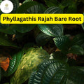 Phyllagathis rajah Live Bare Root Terrarium Plant – Rare Tropical Foliage