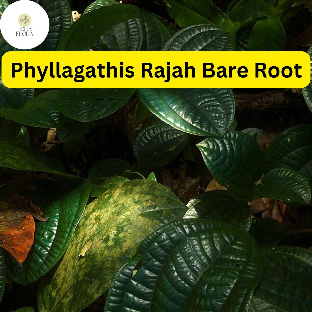 Phyllagathis rajah Live Bare Root Terrarium Plant – Rare Tropical Foliage