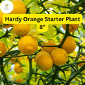 1 Hardy Orange Tree Live Plant - Poncirus trifoliata, Fully Rooted 8 Inch, Ready to Plant