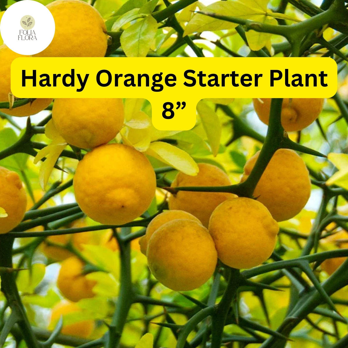 1 Hardy Orange Tree Live Plant - Poncirus trifoliata, Fully Rooted 8 Inch, Ready to Plant