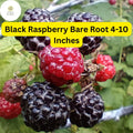Mysore Black Raspberry Plant - Live Bare Root Starter (4-10 Inches)