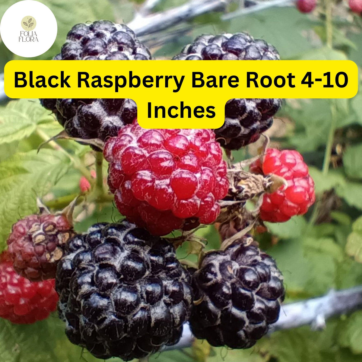 Mysore Black Raspberry Plant - Live Bare Root Starter (4-10 Inches)