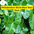 1 Philodendron 'Burle Marx' Live Plant – Tropical Houseplant, Bare Root